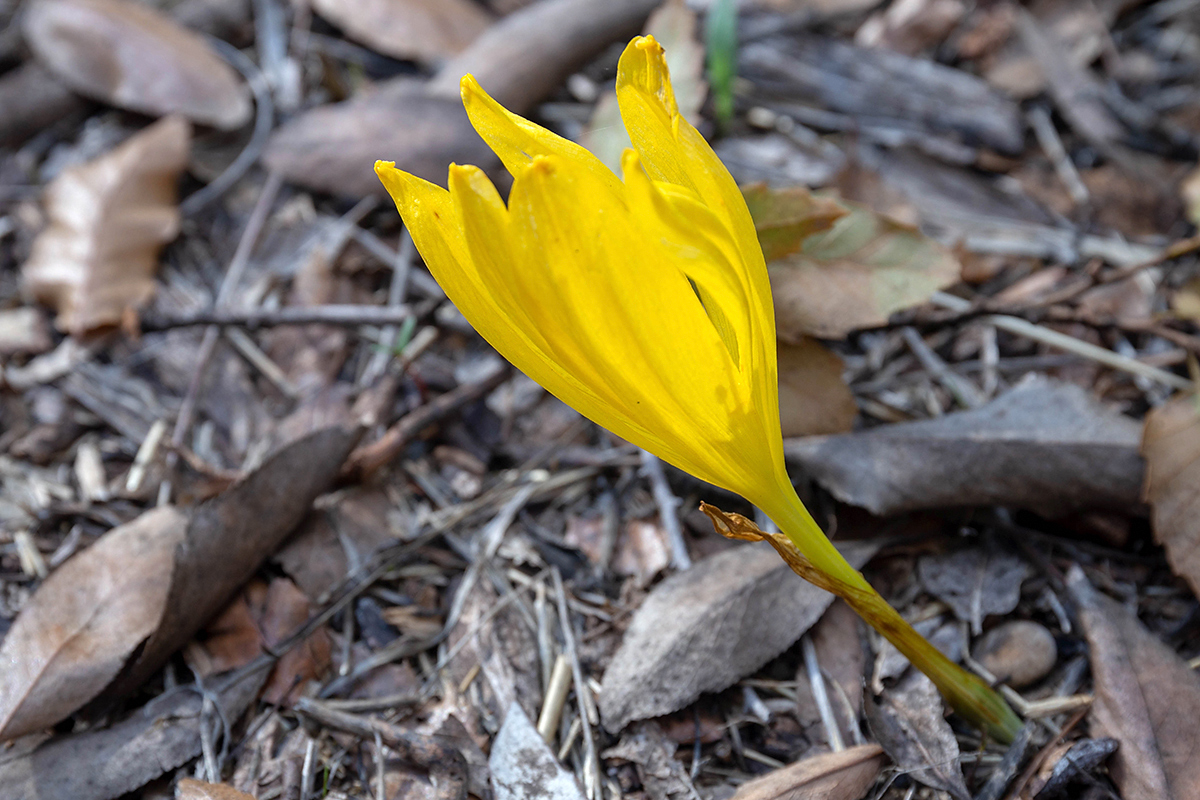 Изображение особи Sternbergia clusiana.