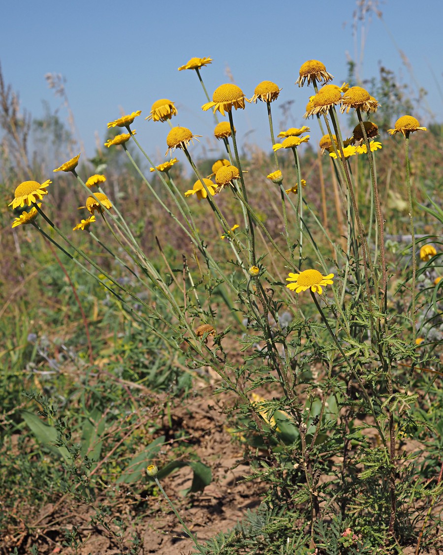 Изображение особи Anthemis tinctoria.