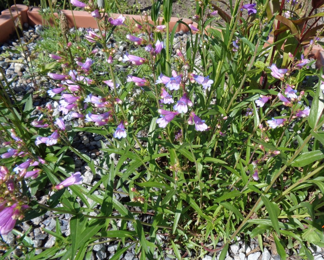 Изображение особи Penstemon glaber.