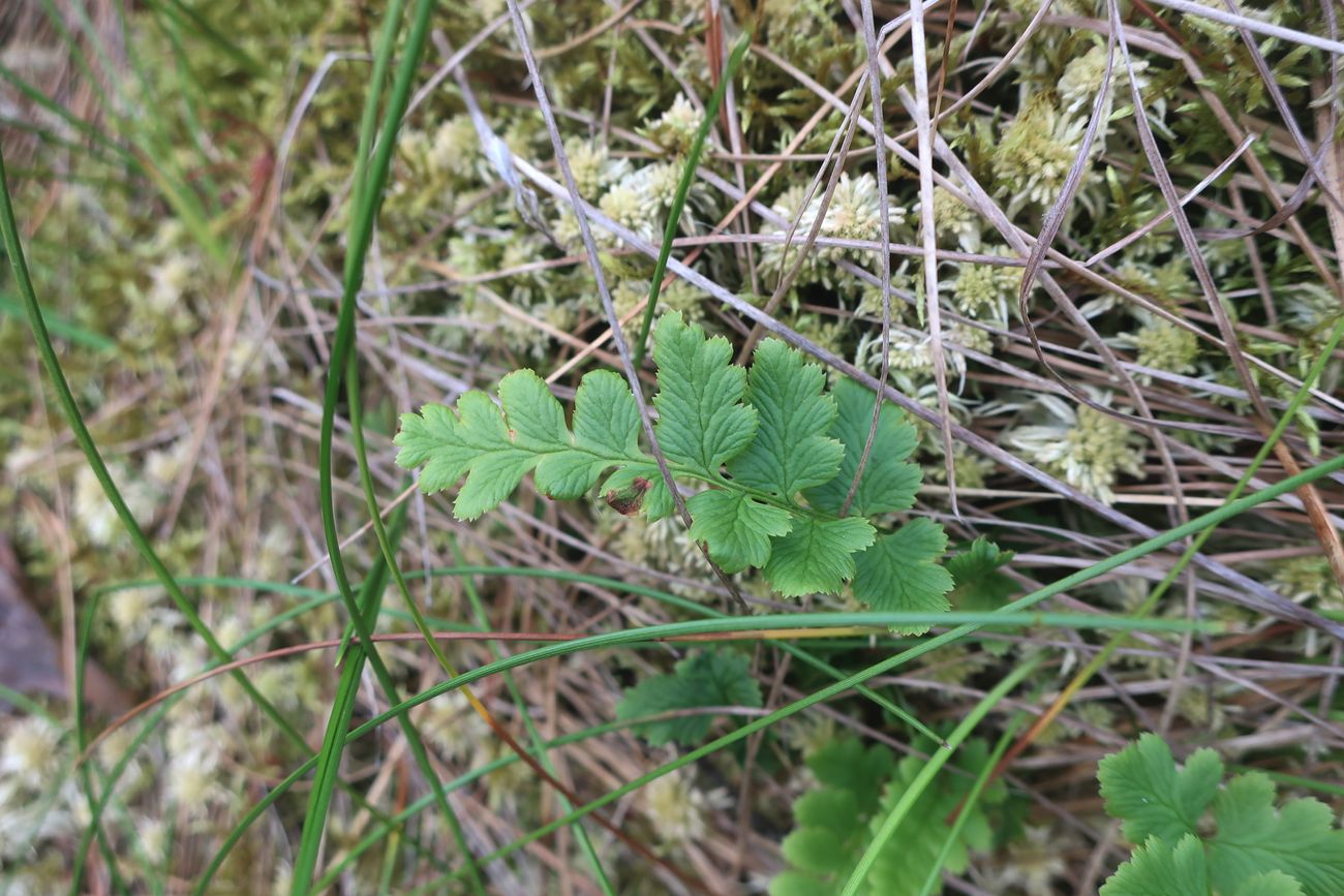 Image of Dryopteris cristata specimen.