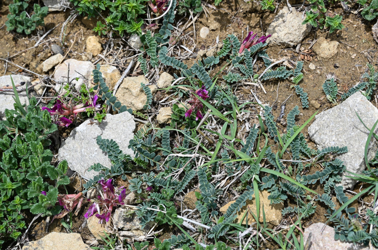 Изображение особи Astragalus buschiorum.