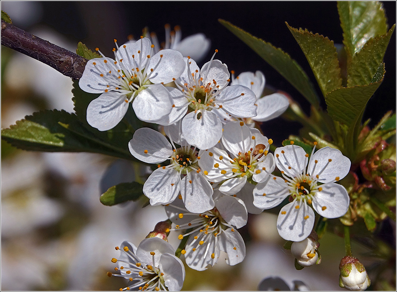 Image of Prunus spinosa specimen.