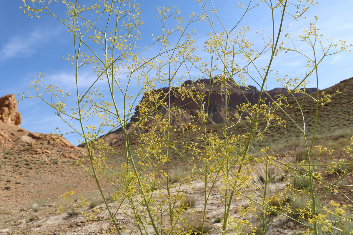 Image of Pimpinella aurea specimen.