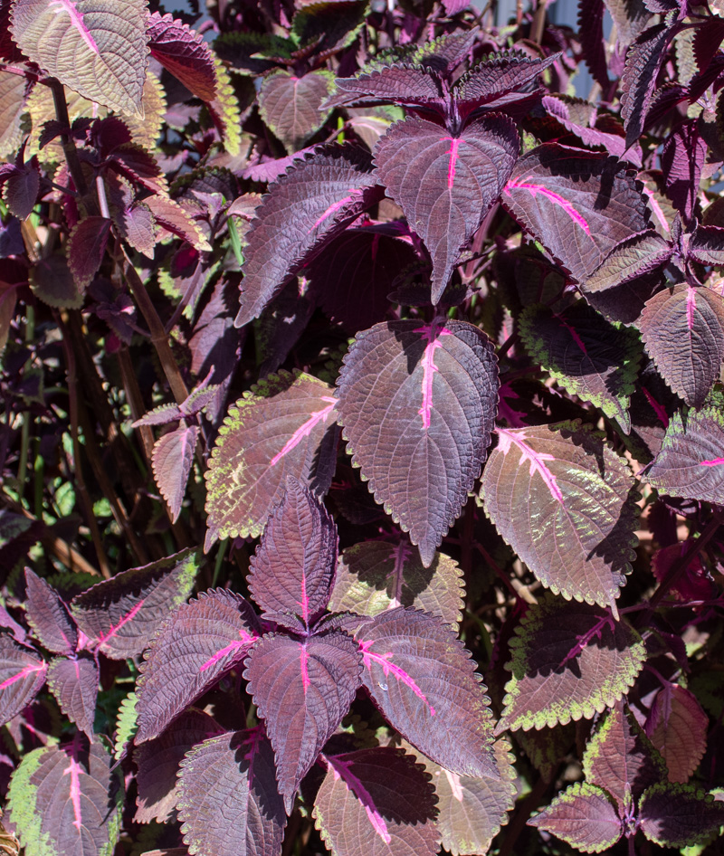 Image of Coleus scutellarioides specimen.