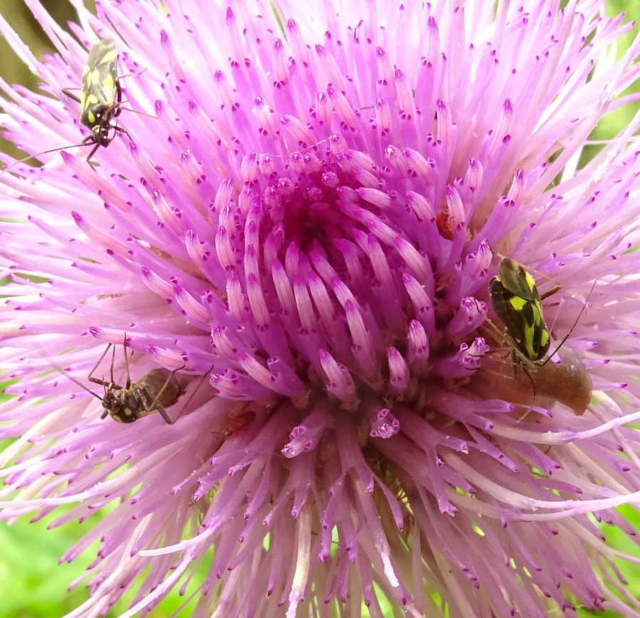 Изображение особи Cirsium heterophyllum.