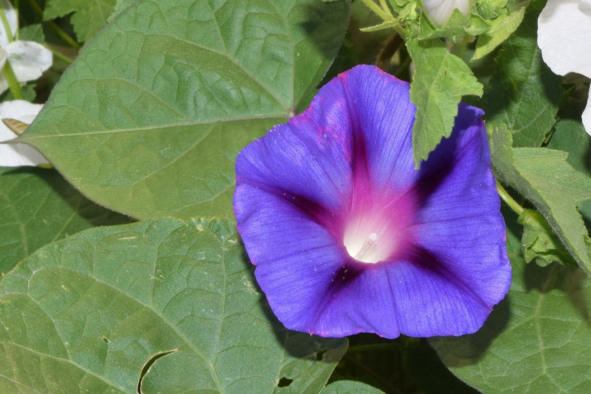 Image of Ipomoea purpurea specimen.