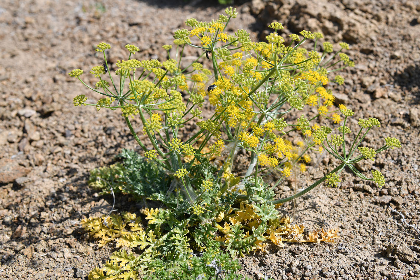 Изображение особи Ferula syreitschikowii.