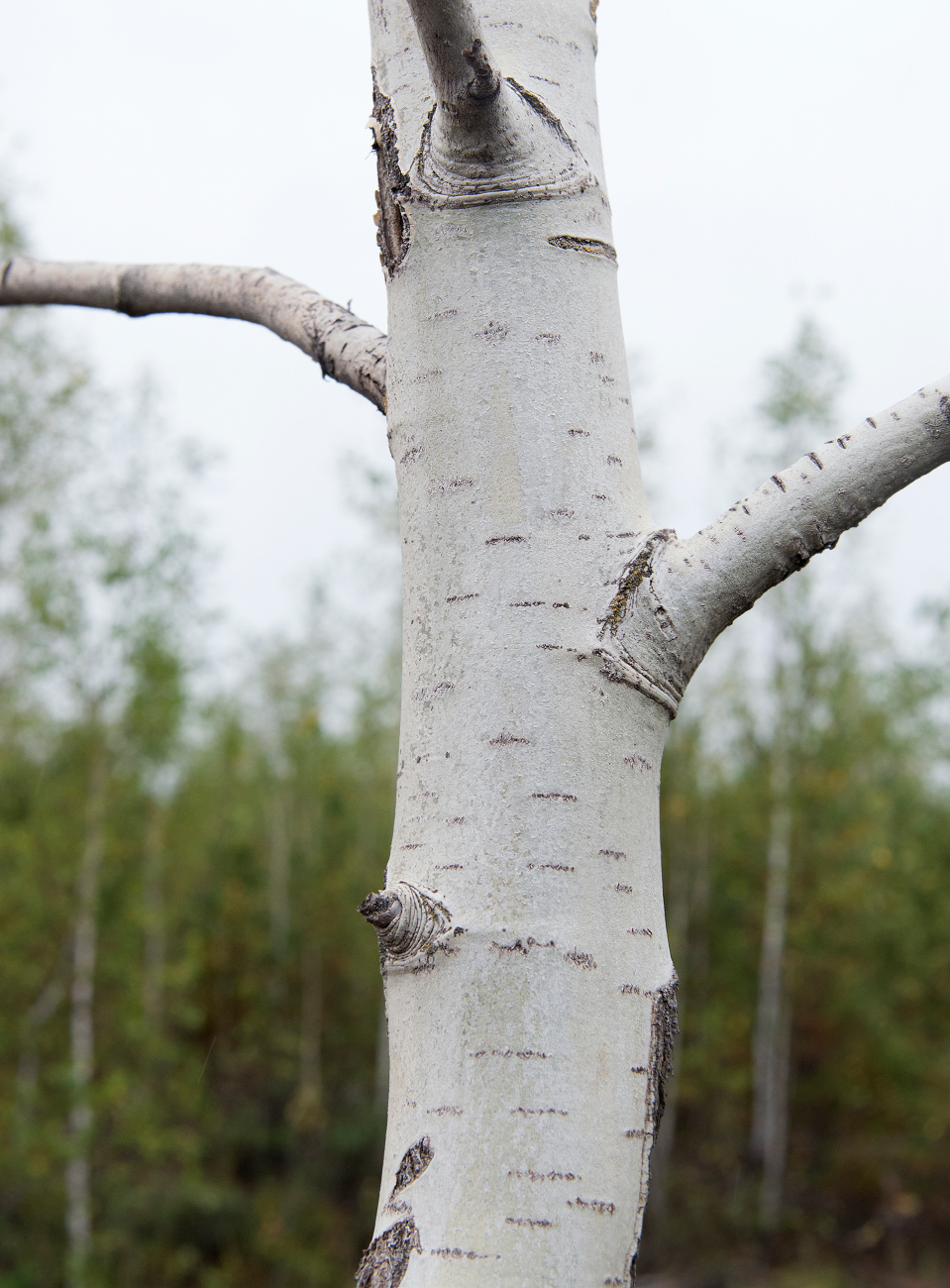 Image of Populus tremula specimen.