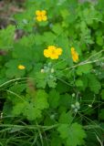 Chelidonium majus. Верхушки побегов с цветками, бутонами и завязями. Республика Саха (Якутия), Хангаласский улус, левый берег р. Сиинэ (Синяя), прирусловая осыпь, у основания скального выхода. 27.07.2023.