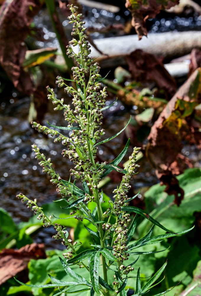 Image of Artemisia montana specimen.