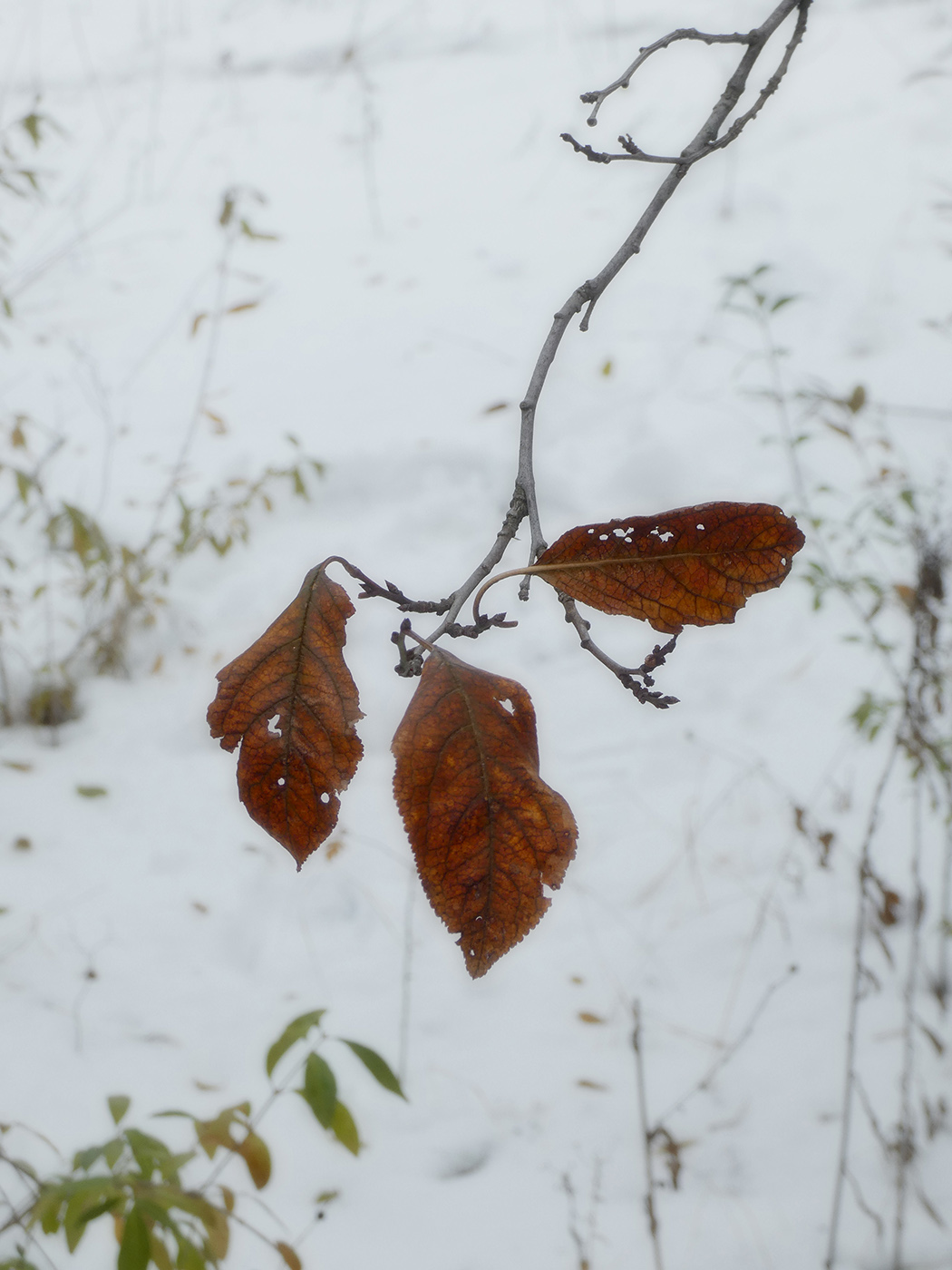 Image of Prunus domestica specimen.