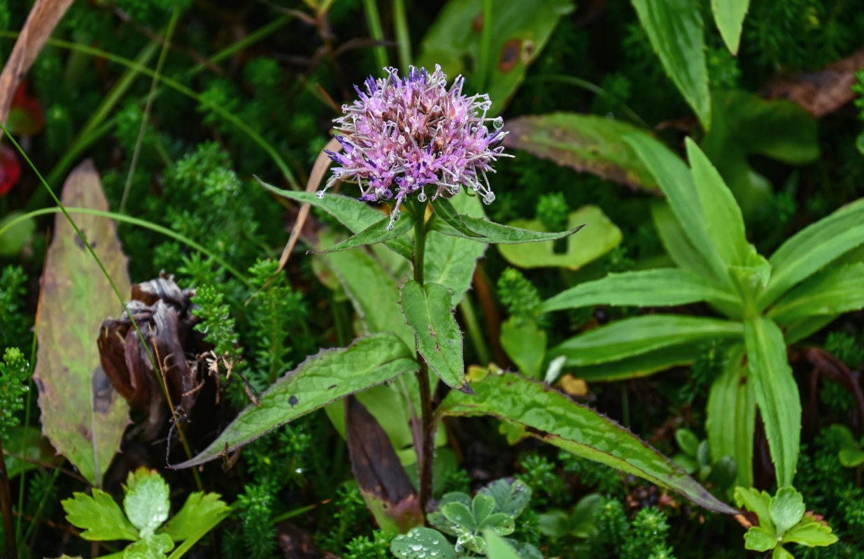 Изображение особи Saussurea sachalinensis.