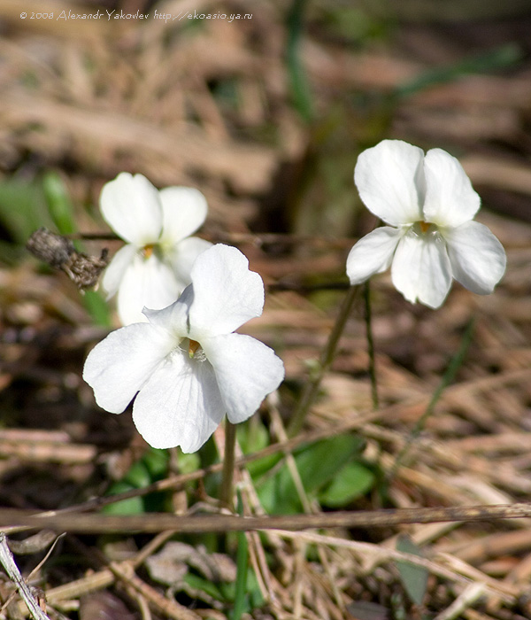 Image of Viola hirta specimen.