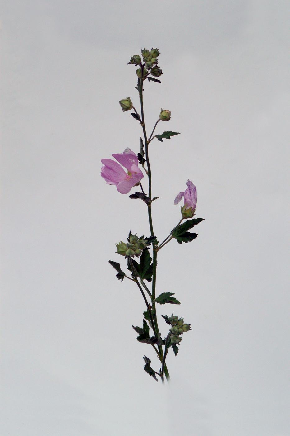 Image of Malva thuringiaca specimen.