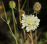 Scabiosa ochroleuca