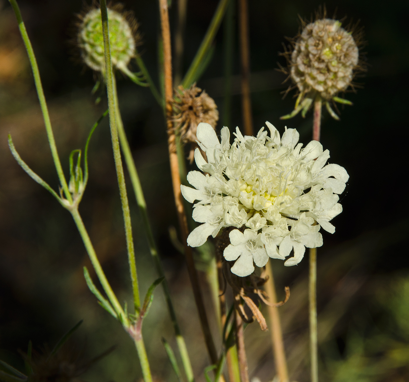 Изображение особи Scabiosa ochroleuca.