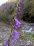 Смотреть изображение Campanula rapunculoides