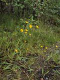 genus Hieracium