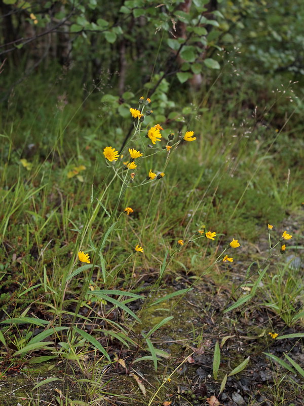 Image of genus Hieracium specimen.