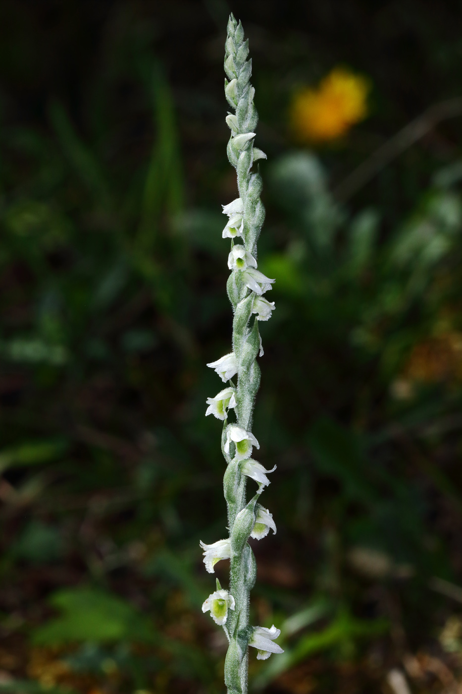 Image of Spiranthes spiralis specimen.