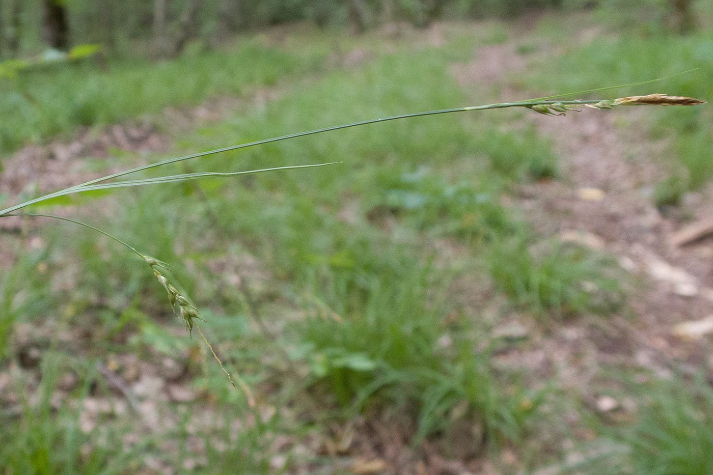 Image of Carex sylvatica specimen.