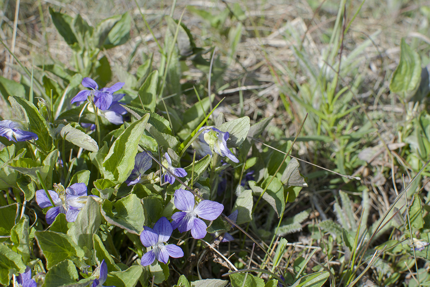 Image of Viola canina specimen.