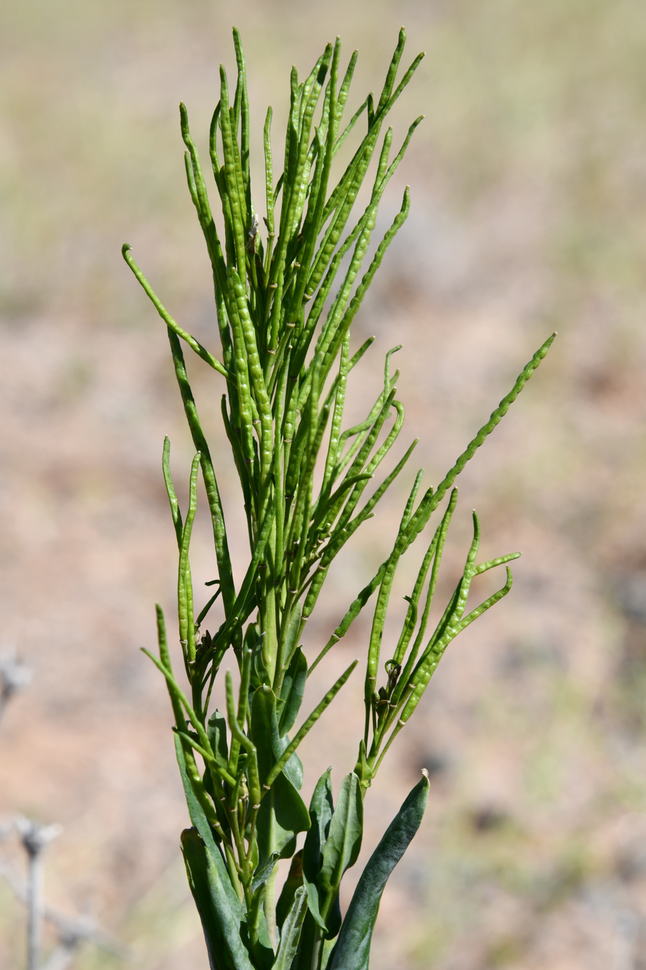 Изображение особи Iljinskaea planisiliqua.