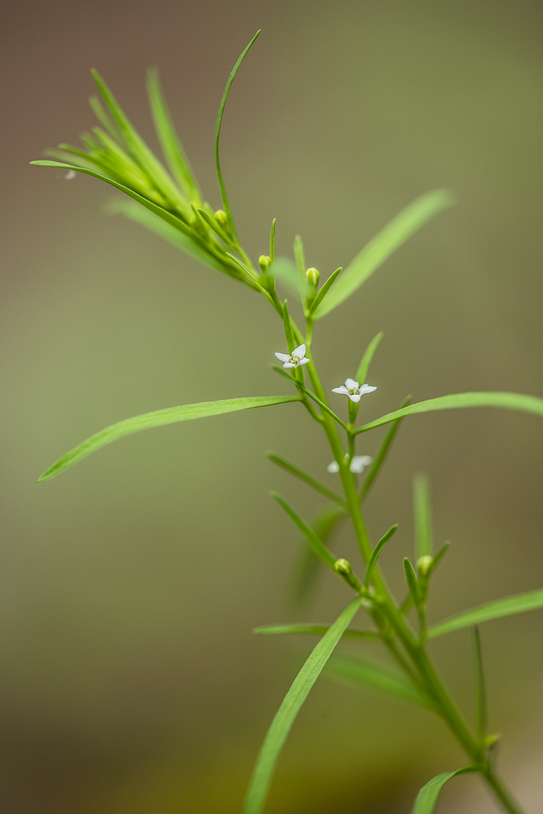 Изображение особи Thesium alpinum.