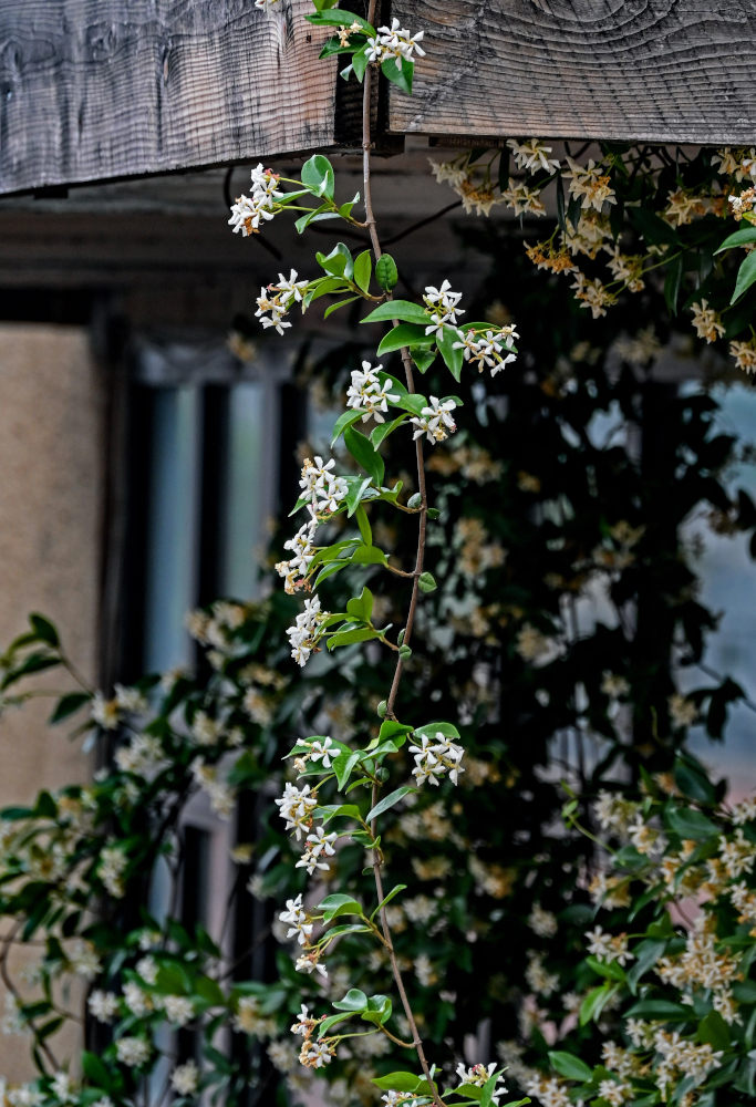 Image of Trachelospermum jasminoides specimen.