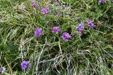 genus Oxytropis. Цветущие растения. Таджикистан, Горно-Бадахшанская автономная обл., Рушанский р-н, хр. Северо-Аличурский, Ирхтские горы, Сарезское оз., Ирхтский залив, дол. р. Лянгар, выс. ≈ 3300 м н.у.м., плотнодерновинный пойменный луг. 27 июня 2024 г.