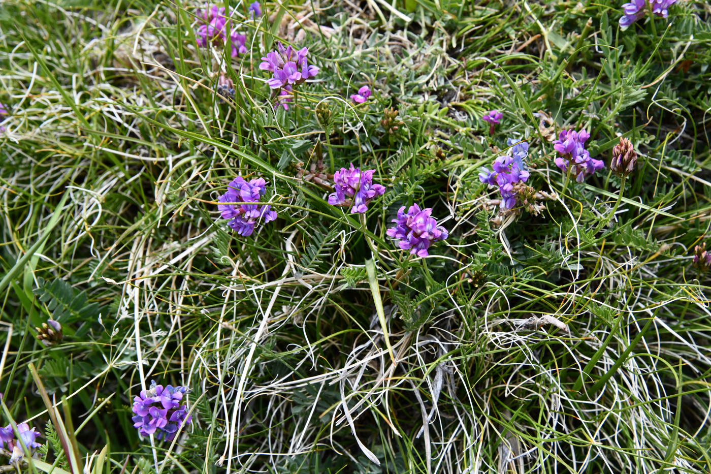 Изображение особи род Oxytropis.