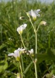 Cerastium arvense