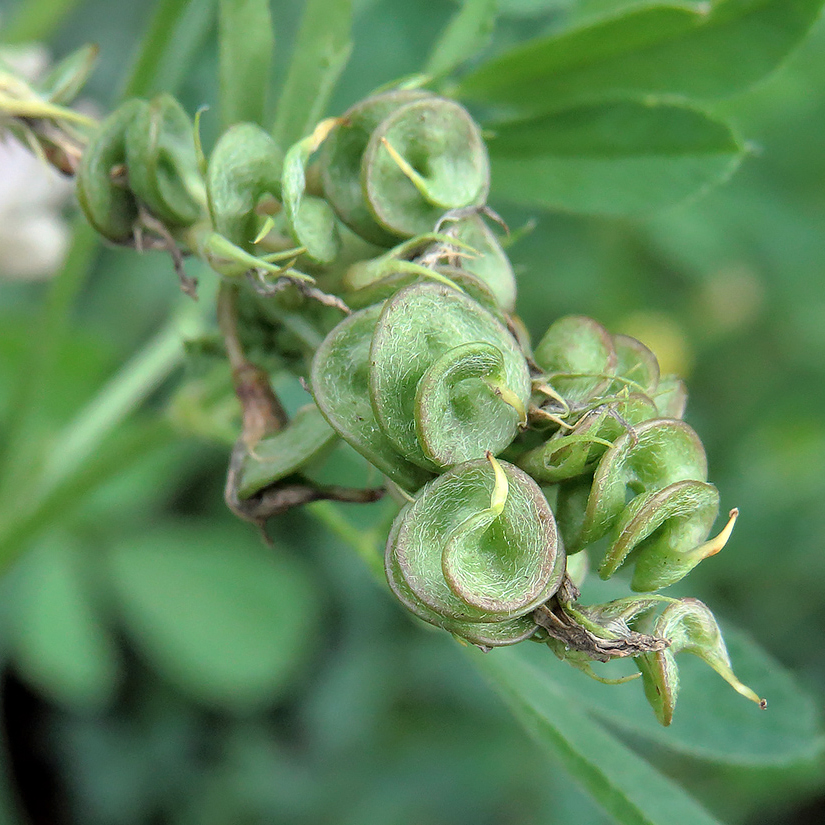 Image of Medicago &times; varia specimen.