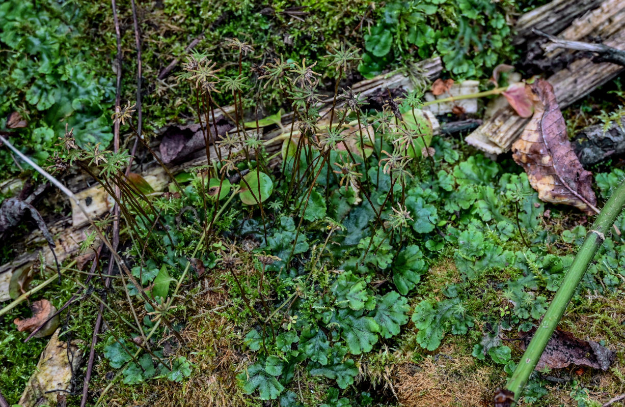 Image of Marchantia polymorpha specimen.