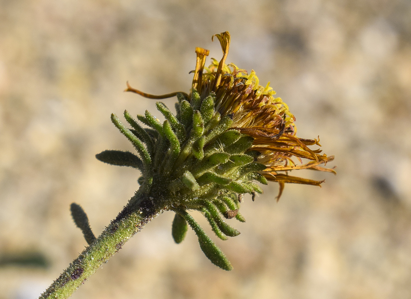 Image of Jasonia tuberosa specimen.