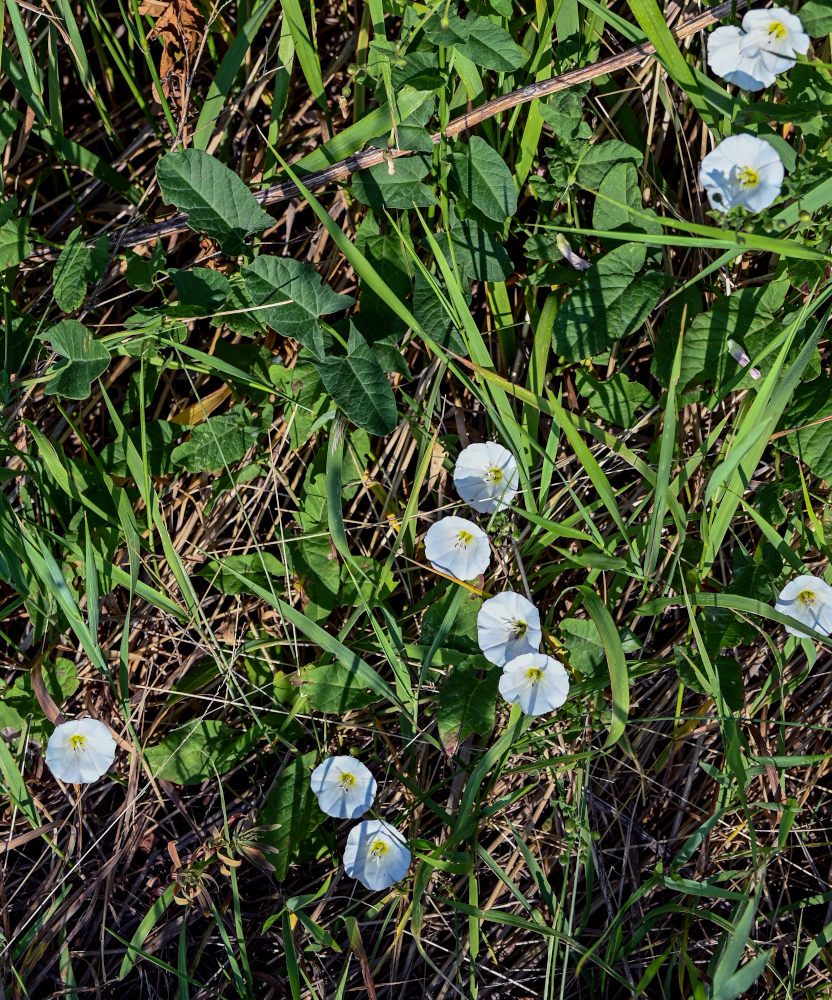 Изображение особи Convolvulus arvensis.