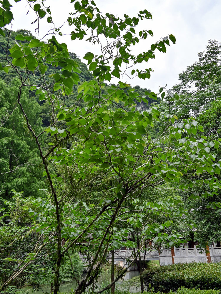 Image of Cercis chinensis specimen.