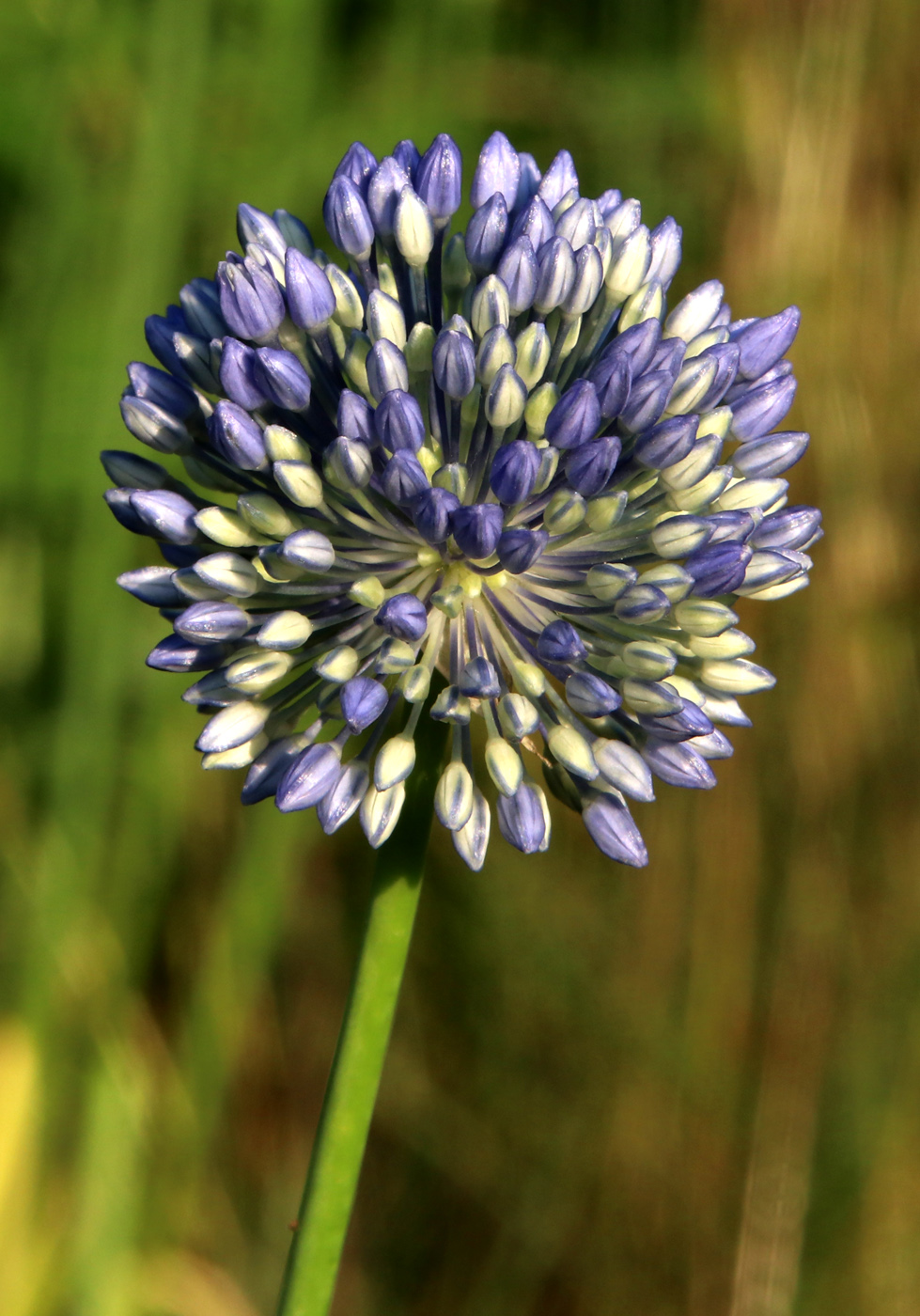 Изображение особи Allium caeruleum.