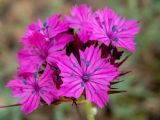 Dianthus capitatus. Цветки. Крым, Южный Берег, окр. пос. Лесной, разнотравный луг. 26.05.2024.