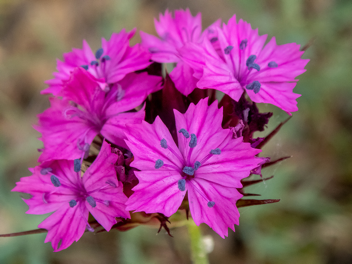 Image of Dianthus capitatus specimen.