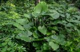 Alocasia odora. Цветущее и плодоносящее растение в сообществе с Boehmeria и Schefflera. Китай, Гуанси-Чжуанский автономный р-н, г. Яншо, в парке под деревьями. 02.06.2024.