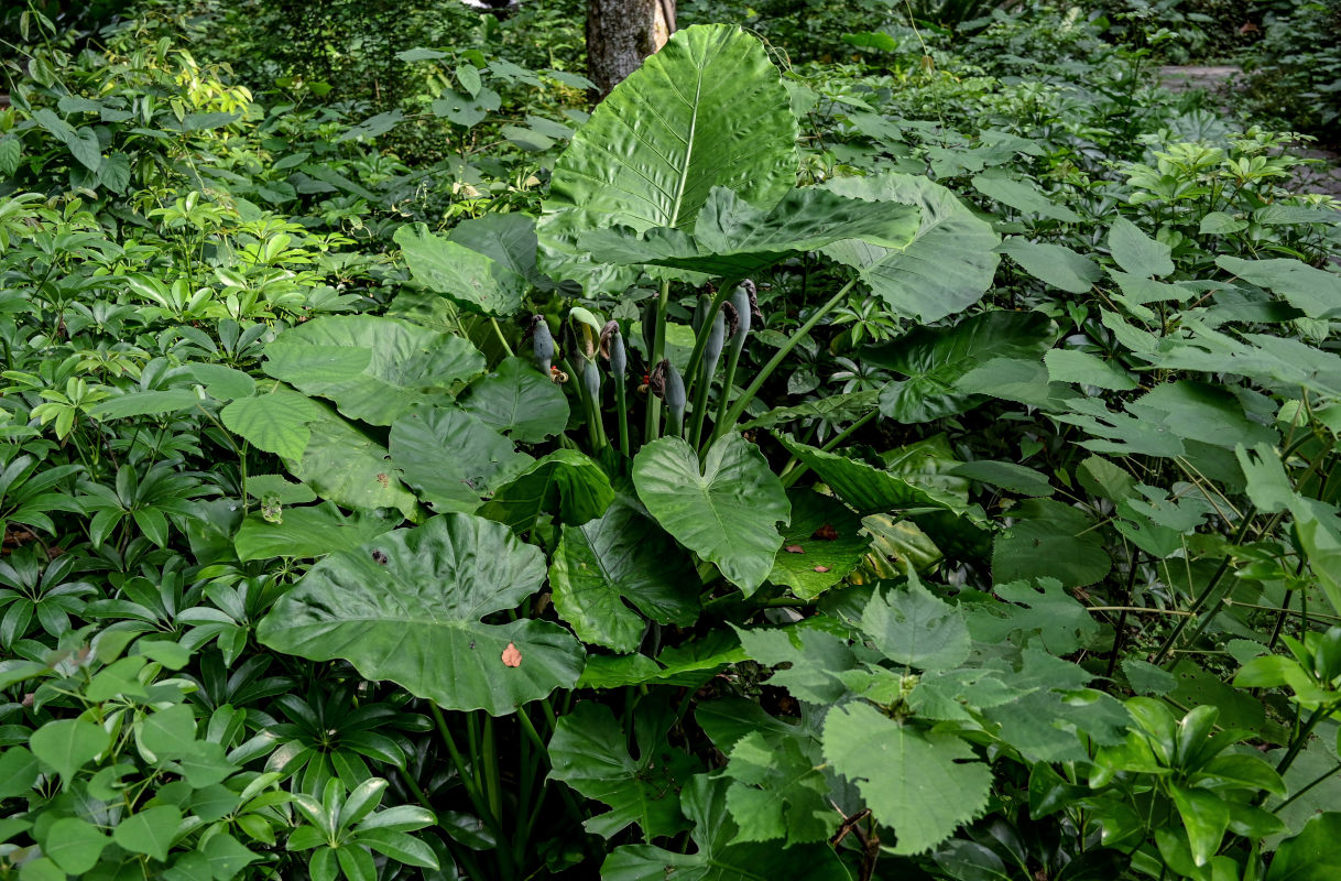 Изображение особи Alocasia odora.