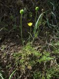 Ranunculus regelianus. Цветущее и плодоносящее растение. Казахстан, Туркестанская обл., Сырдарья-Туркестанский государственный региональный природный парк, Боралдайский филиал, ≈ 1150 м н.у.м., сухое русло временного водотока. 14.05.2024.