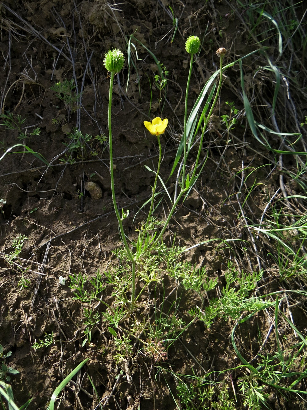 Изображение особи Ranunculus regelianus.