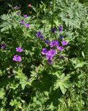 Geranium sylvaticum. Верхушка растения с цветками и завязями. Чечня, Шаройский р-н, окр. ур. Хиндушты, лиственный лес, выс. 1950 м н.у.м. 1 июля 2024 г.