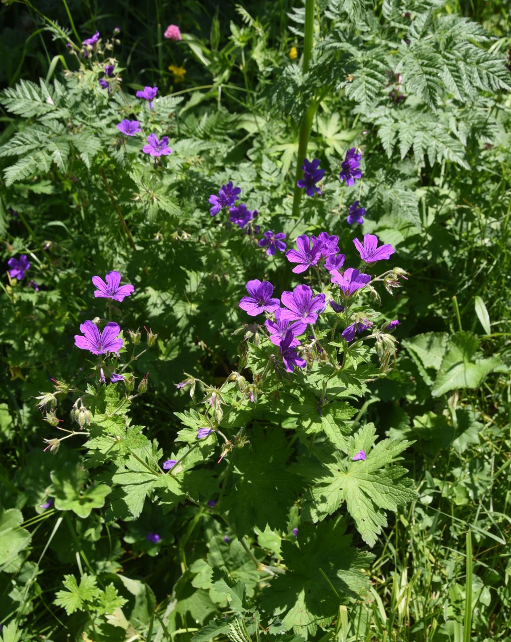 Image of genus Geranium specimen.