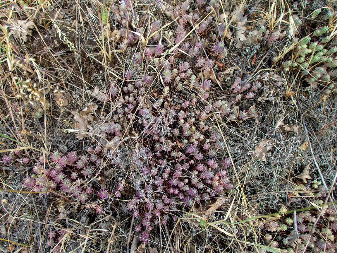 Изображение особи Sedum pallidum.