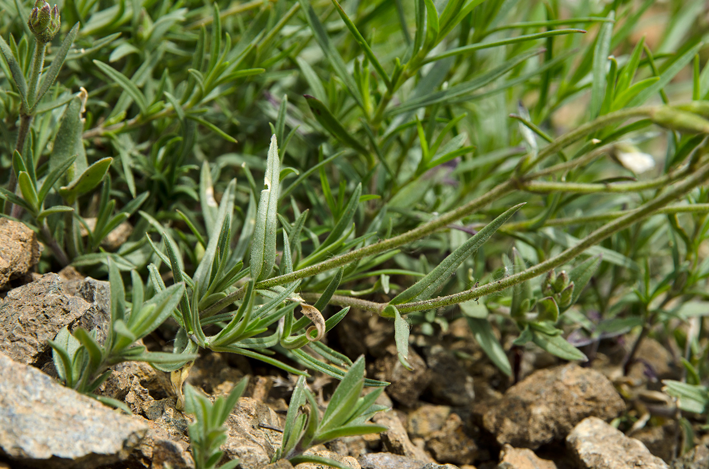 Изображение особи Cerastium arvense.