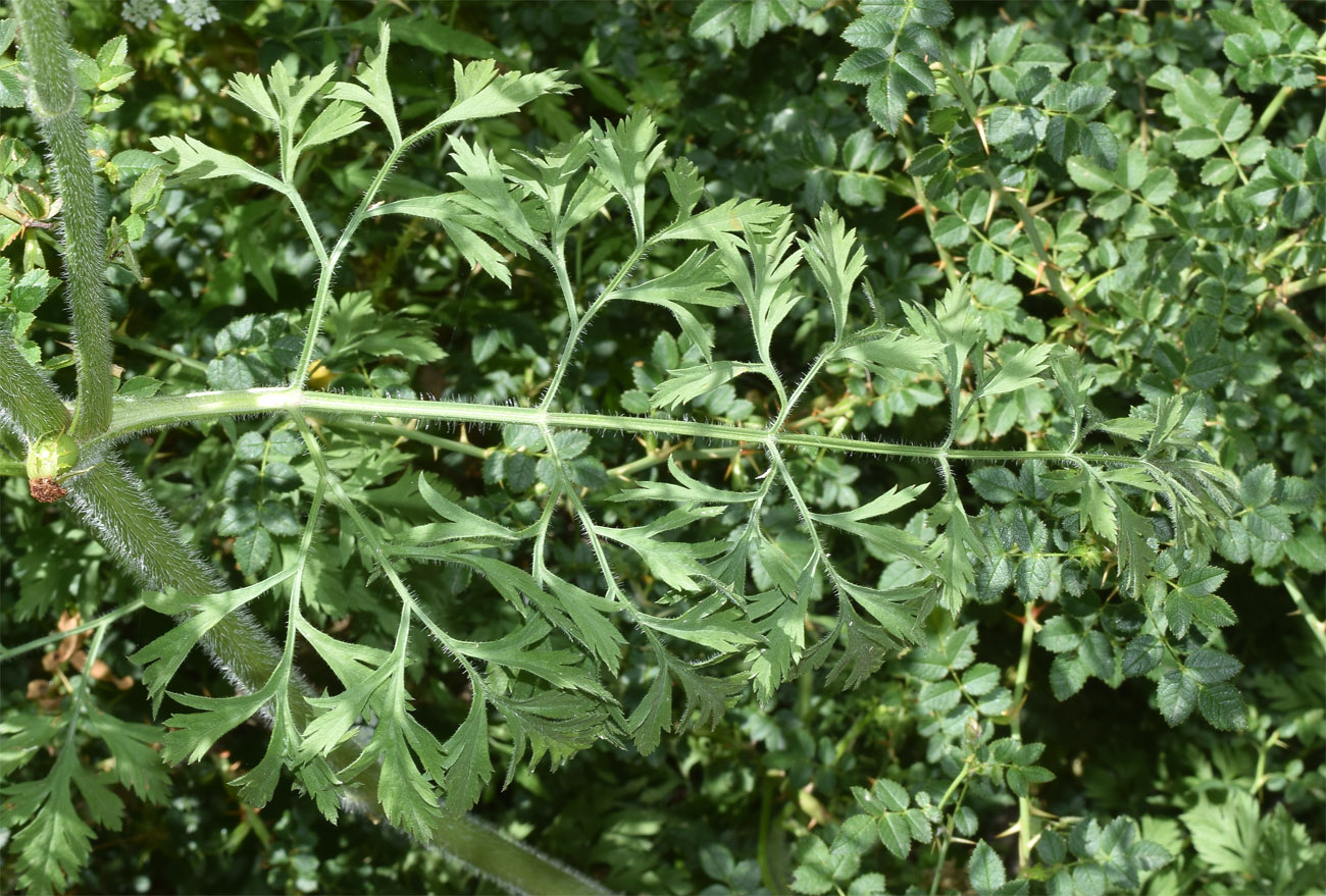 Image of Daucus carota specimen.