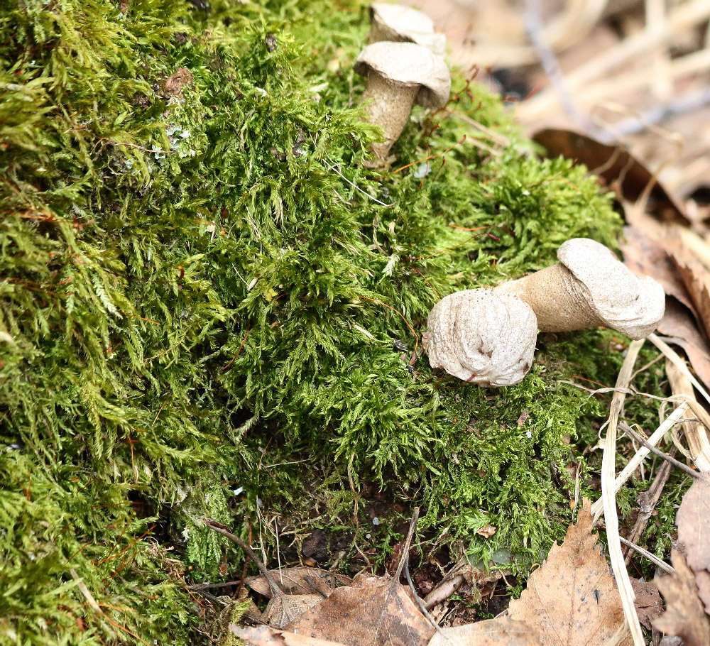 Изображение особи семейство Brachytheciaceae.